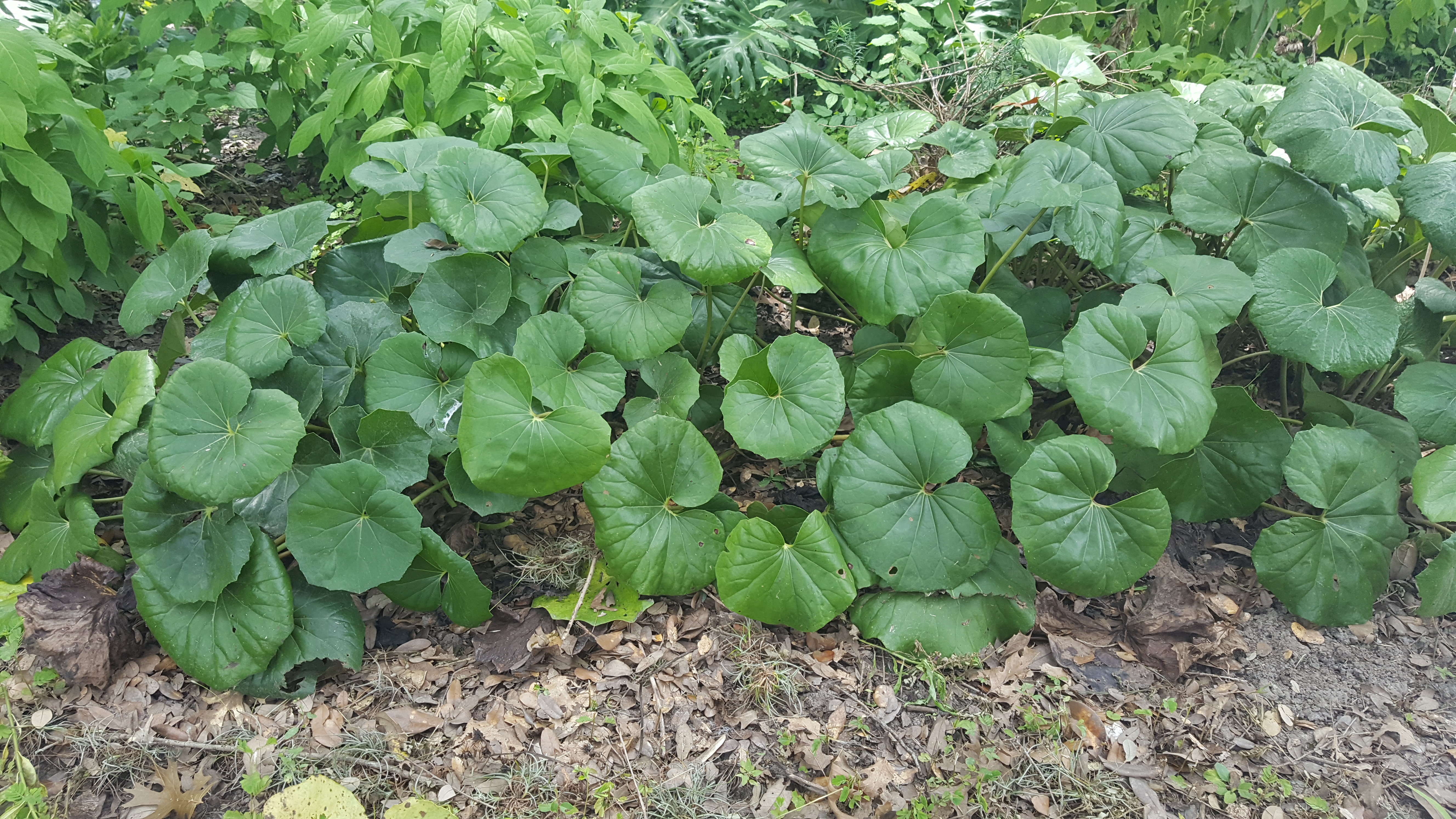 Consider Adding Ligularia to your Shade Garden